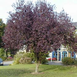 Prunier pourpre, Prunier de Pissard / Prunus cerasifera Pissardii